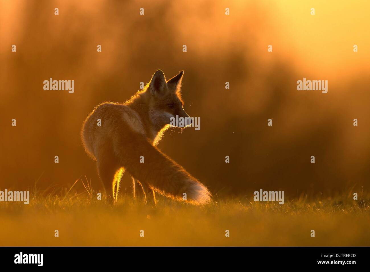 Red Fox (Vulpes vulpes), im Abendlicht, Tschechische Republik Stockfoto