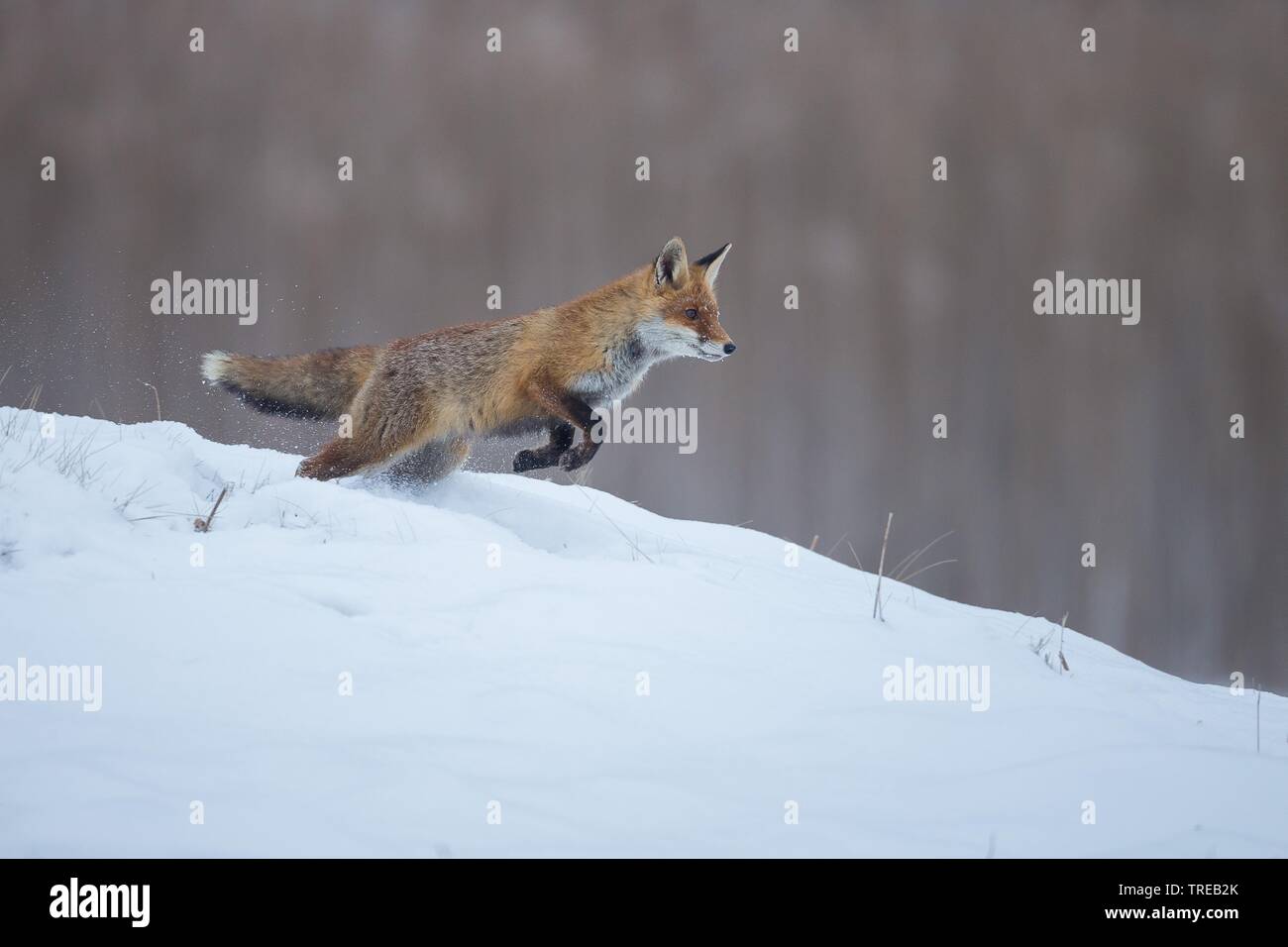 Red Fox (Vulpes vulpes), Sprünge im Schnee, Tschechische Republik Stockfoto