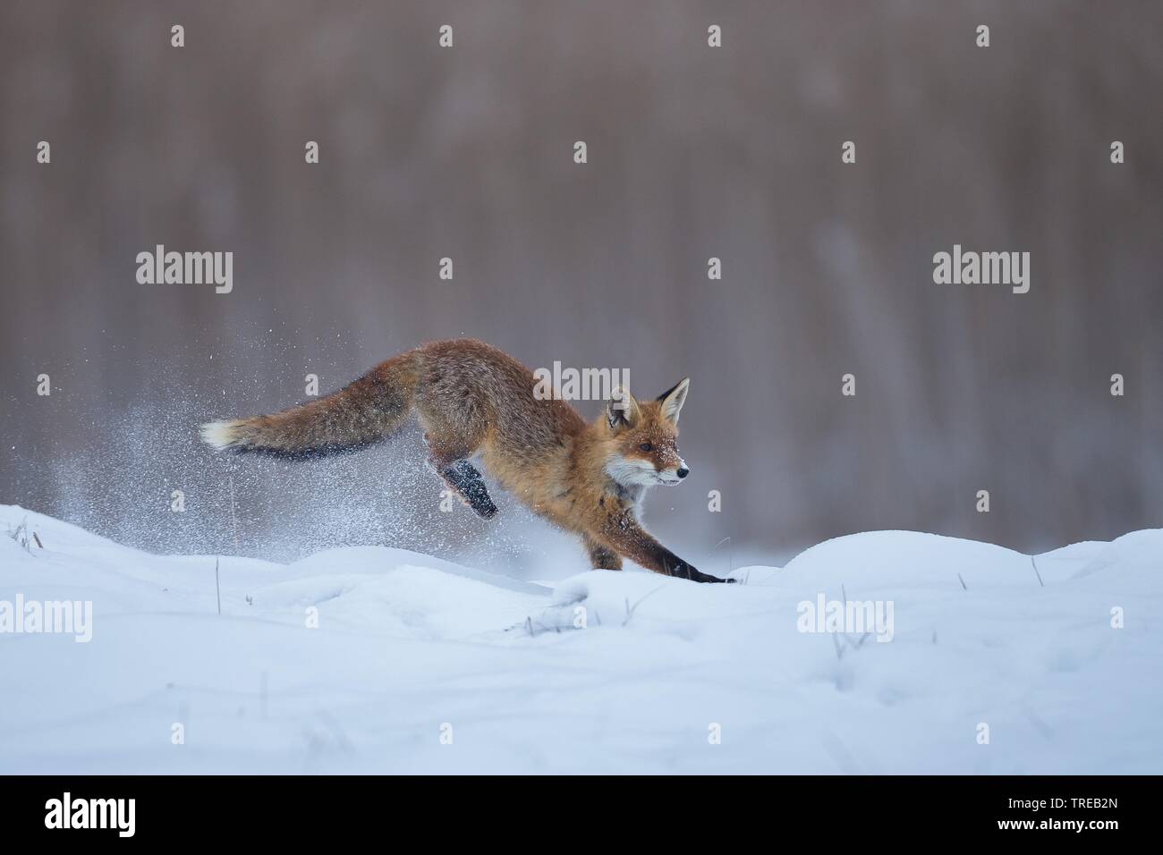Red Fox (Vulpes vulpes), Sprünge im Schnee, Tschechische Republik Stockfoto
