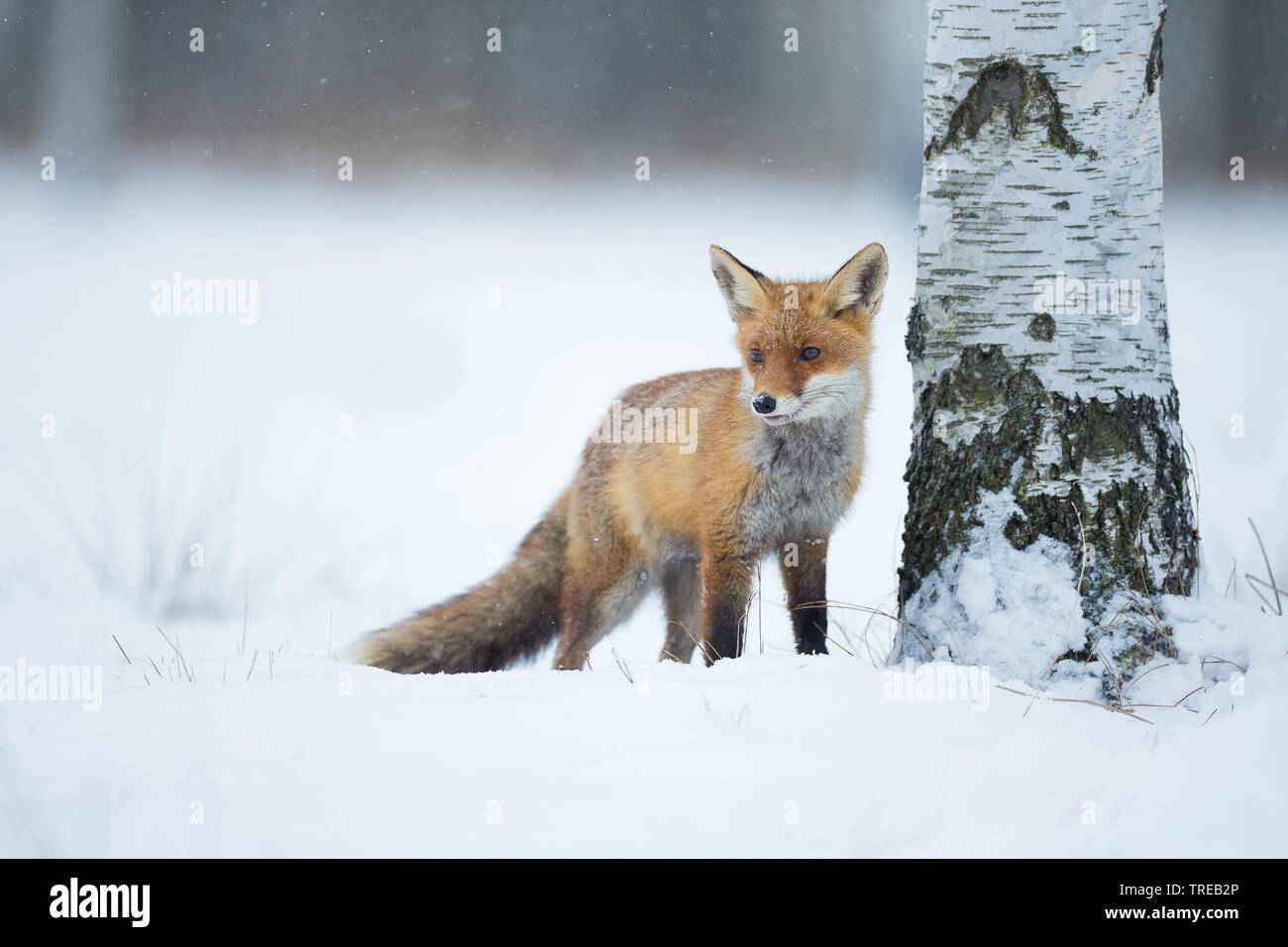 Red Fox (Vulpes vulpes), steht im Schnee neben einer Birke, Tschechische Republik Stockfoto
