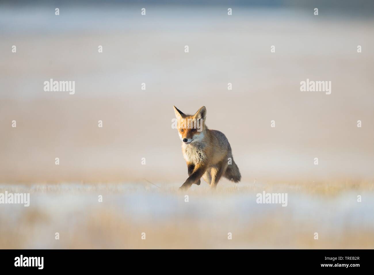 Red Fox (Vulpes vulpes), läuft über verschneite Feld subble, Tschechische Republik Stockfoto