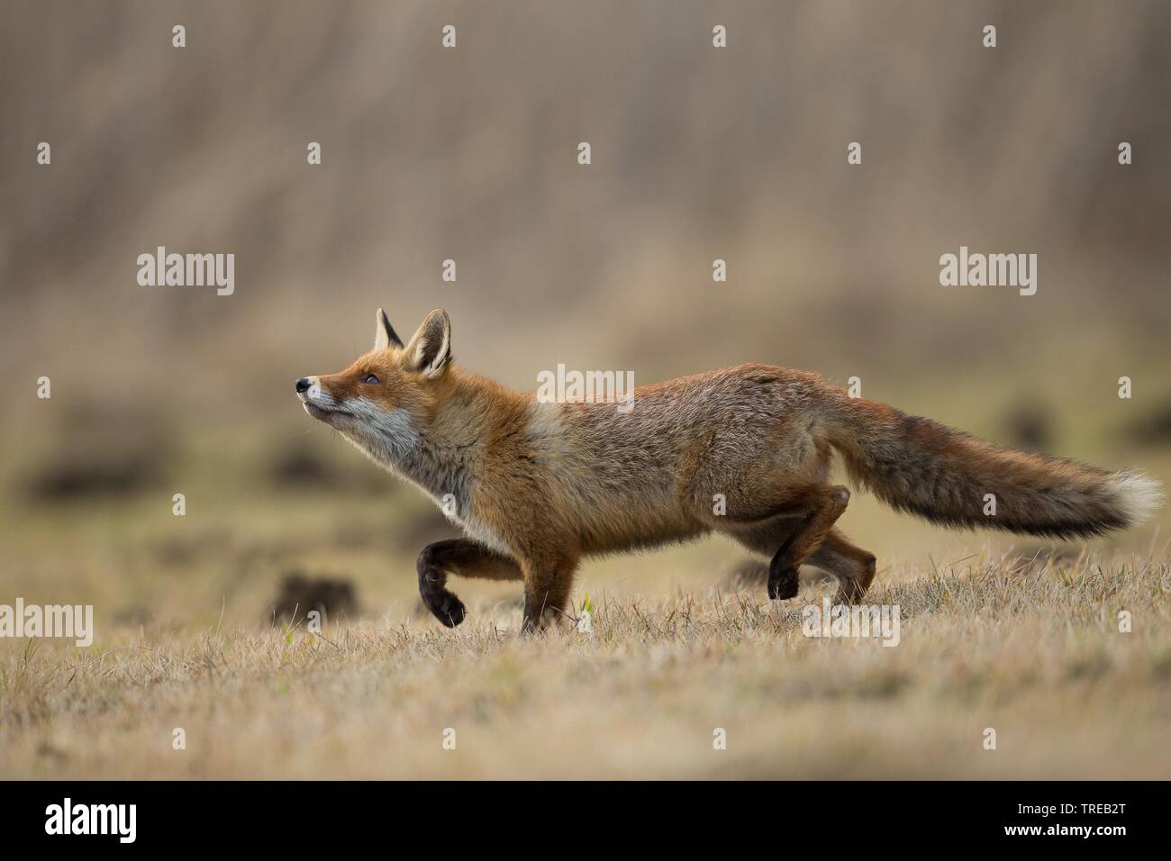 Red Fox (Vulpes vulpes), läuft über verschneite Stoppeln Feld suchen, Tschechische Republik Stockfoto