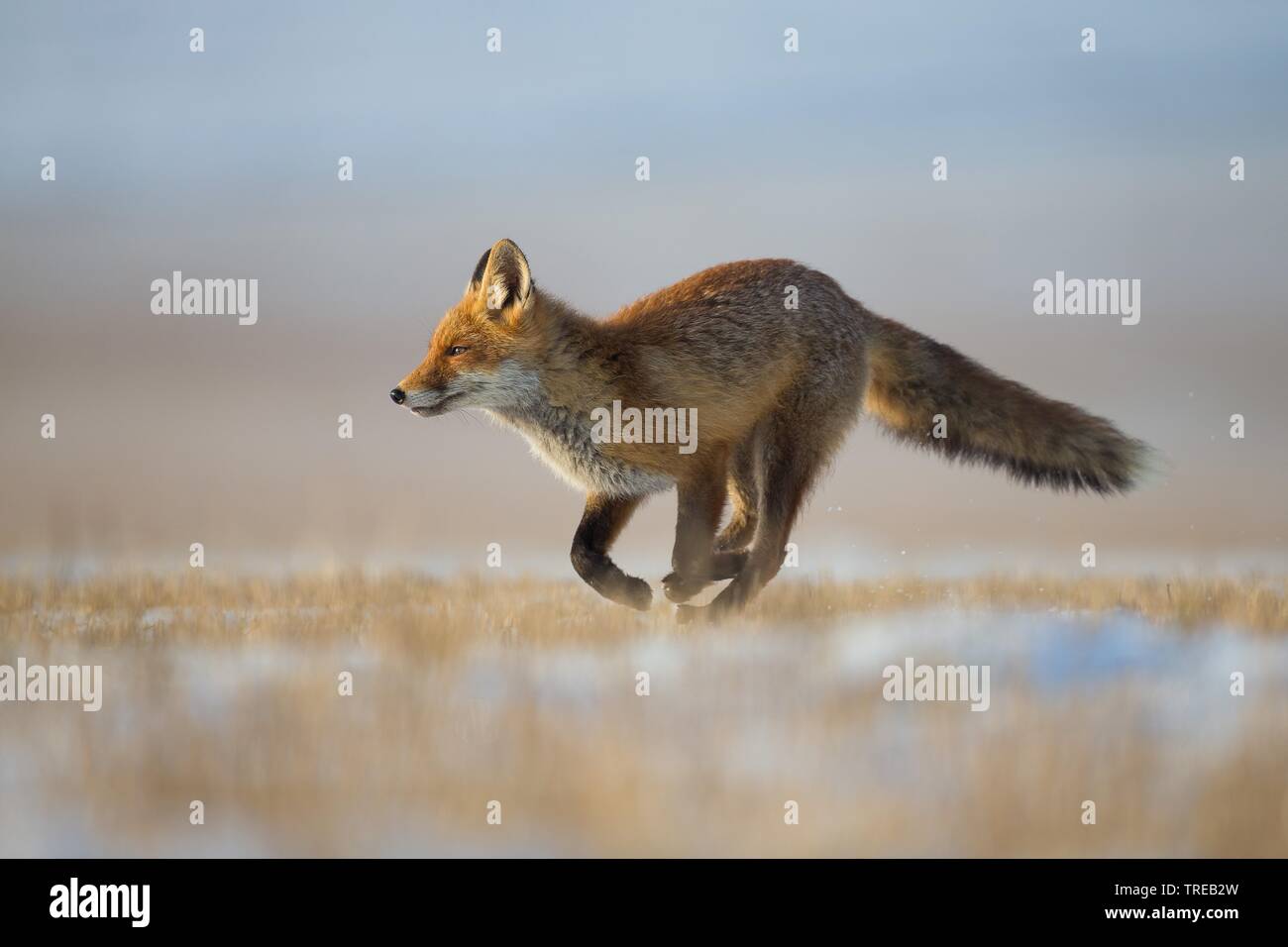 Red Fox (Vulpes vulpes), läuft über verschneite Feld subble, Tschechische Republik Stockfoto
