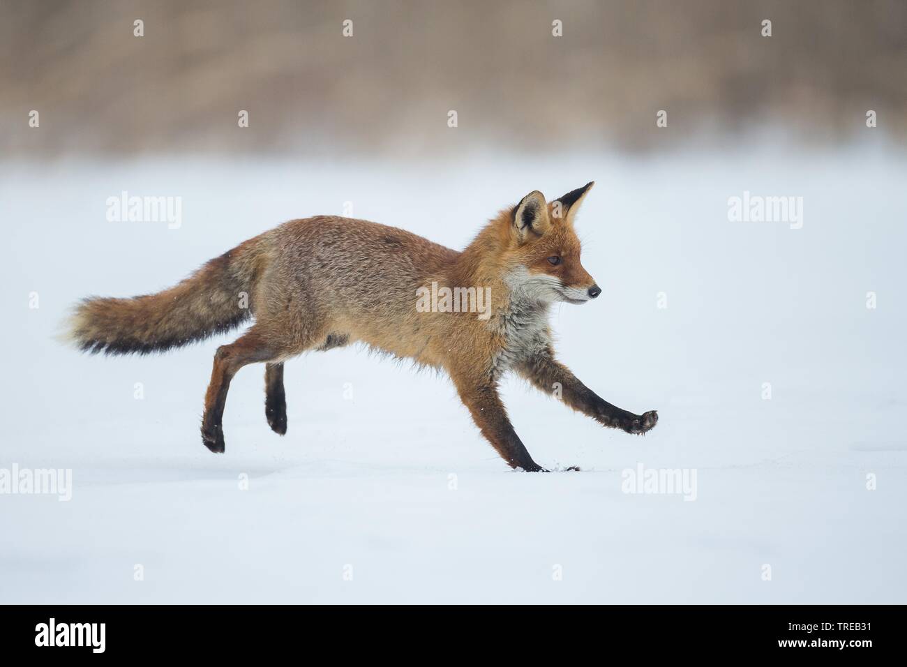 Red Fox (Vulpes vulpes), Jagd im Schnee, Tschechische Republik Stockfoto