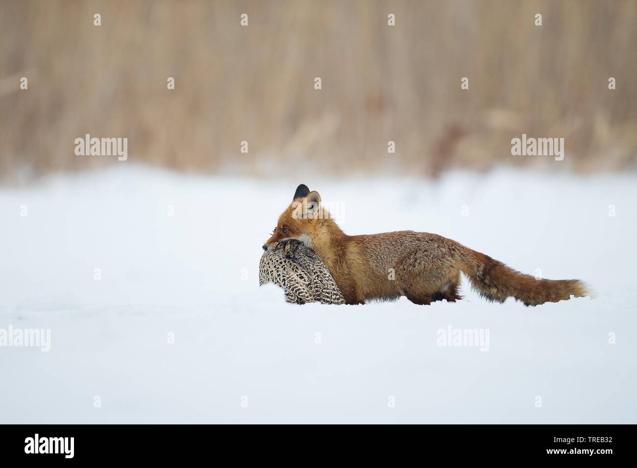 Red Fox (Vulpes vulpes), mit Beute im Schnee, Tschechische Republik Stockfoto
