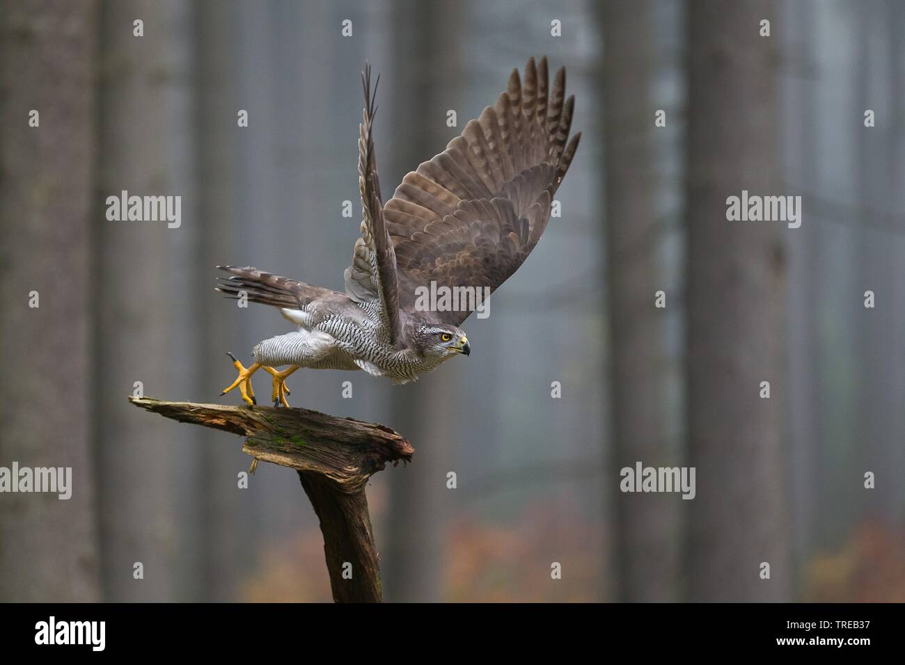 Northern Habicht (Accipiter gentilis), dauert die Suche, Tschechische Republik Stockfoto