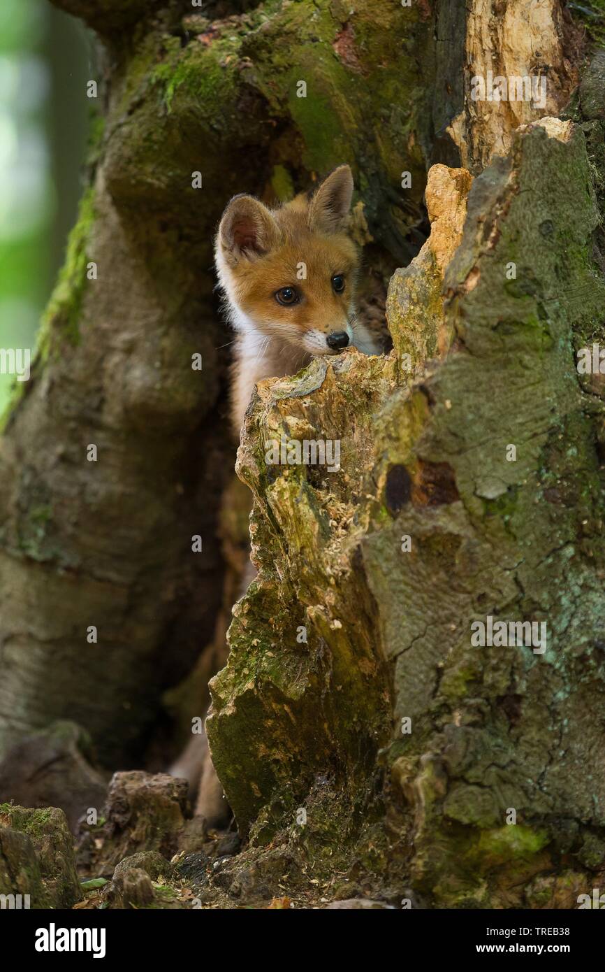 Red Fox (Vulpes vulpes), Welpen in einem hohlen Baum, Tschechische Republik Stockfoto