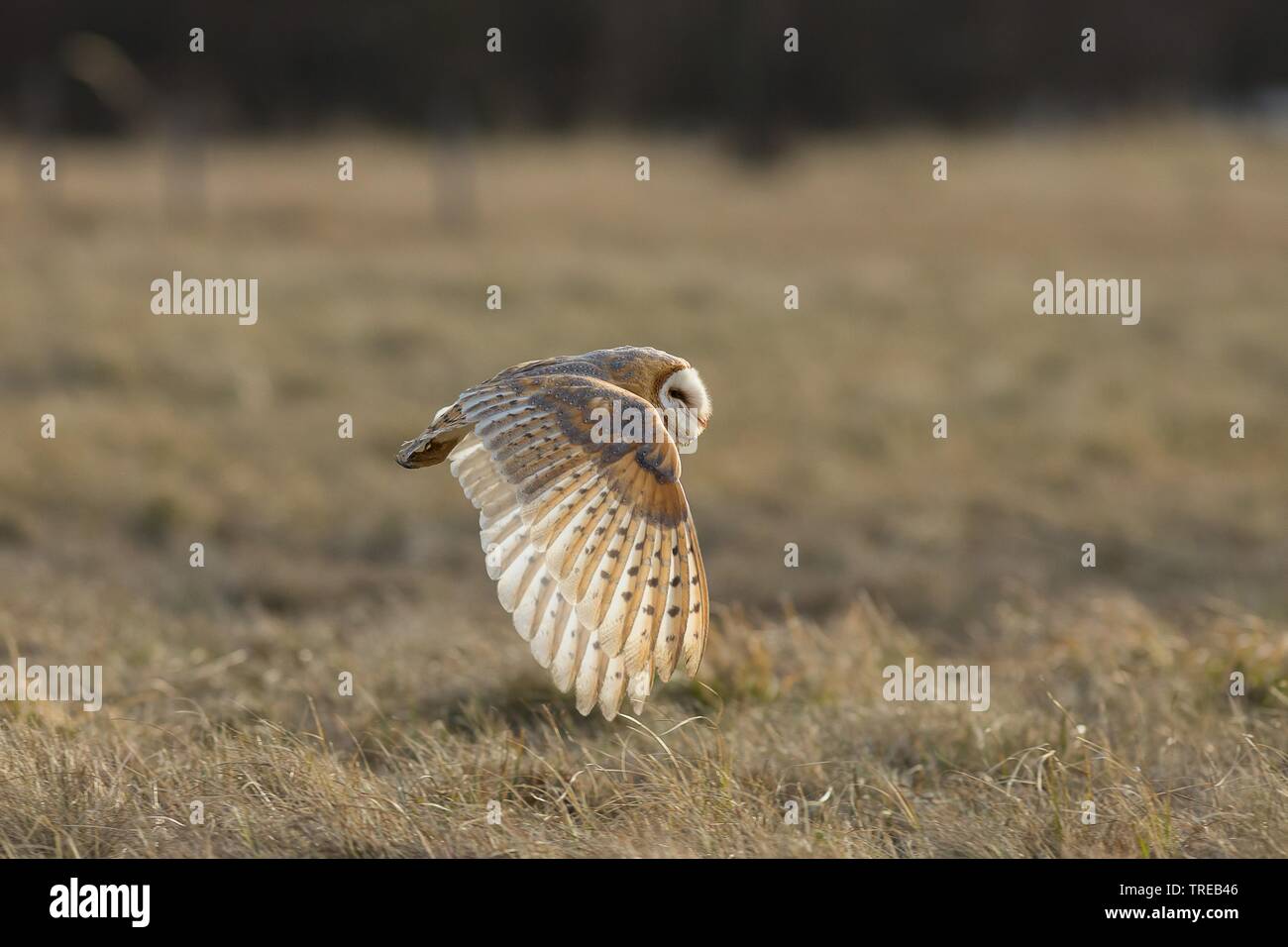 Schleiereule (Tyto alba), im Flug, Tschechische Republik Stockfoto