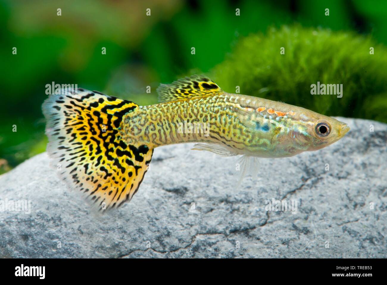 Guppy (Poecilia reticulata, Lebistes reticulatus, Lebistes reticulata), die Tierzucht form Cobra Gruen Stockfoto