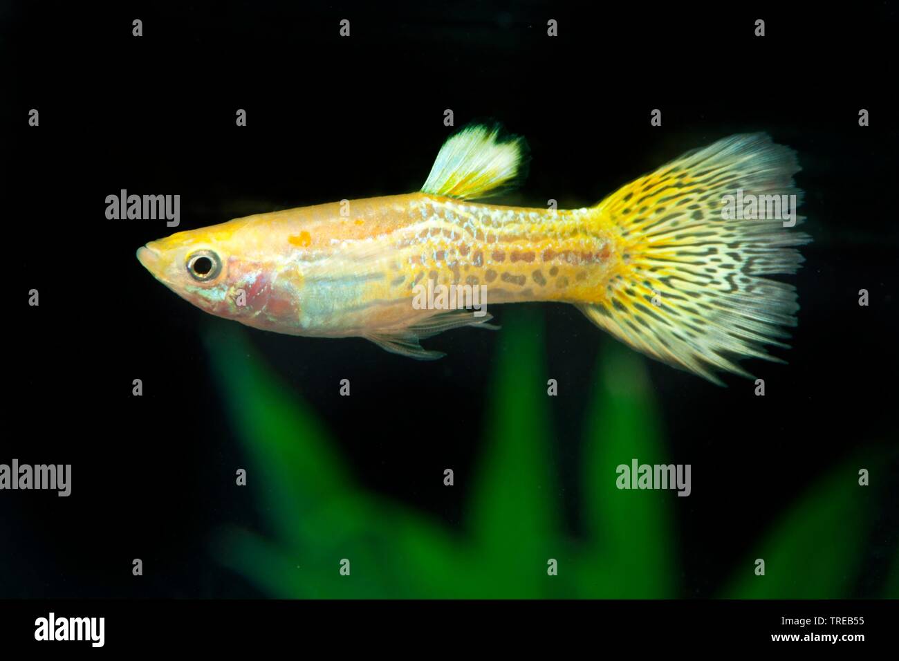 Guppy (Poecilia reticulata, Lebistes reticulatus, Lebistes reticulata), die Tierzucht form Cobra Gelb Stockfoto