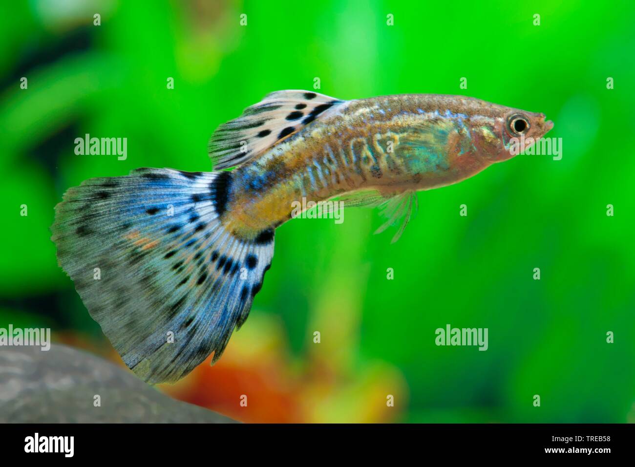 Guppy (Poecilia reticulata, Lebistes reticulatus, Lebistes reticulata), die Tierzucht form Cobra Blau Stockfoto
