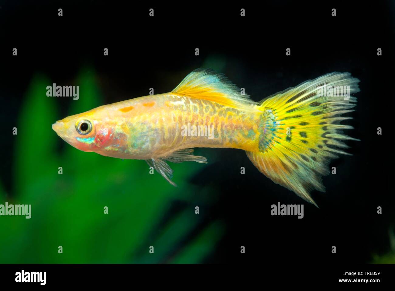 Guppy (Poecilia reticulata, Lebistes reticulatus, Lebistes reticulata), die Tierzucht form Cobra Gelb Stockfoto