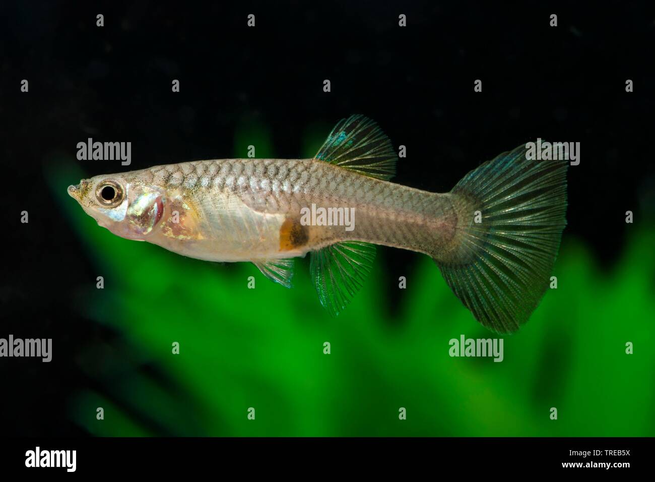 Guppy (Poecilia reticulata, Lebistes reticulatus, Lebistes reticulata), die Tierzucht form Moskau Blau, Weiblich Stockfoto