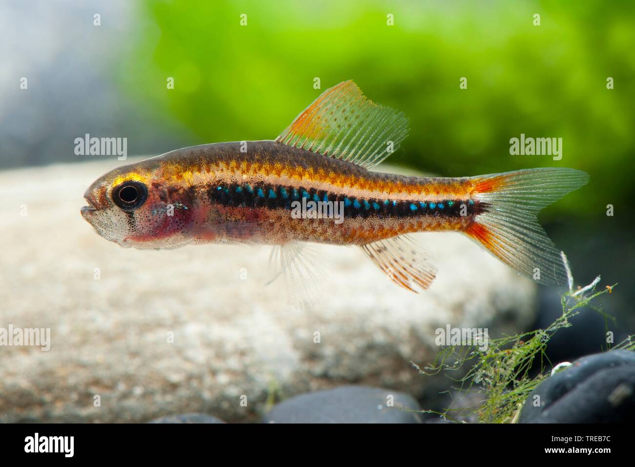 Die weitzman Predator, Predator Weitzmans tetra Tetra (Poecilocharax weitzmani), Schwimmen, Seitenansicht Stockfoto