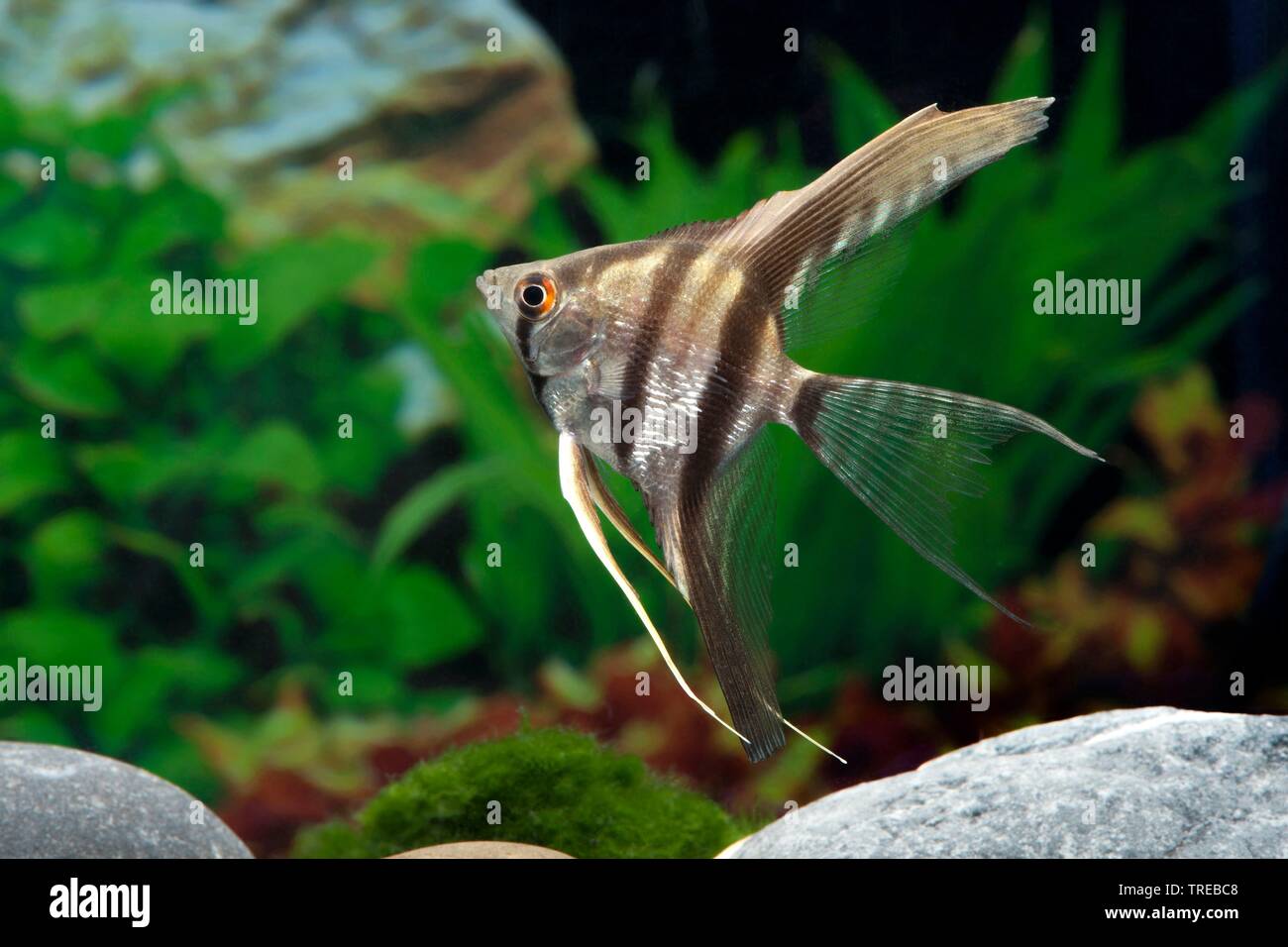 Freshwater angelfish, Longfin Angel Fish, Schwarz angelfish, scalare Scalare (Auchen, Platax scalaris), die Tierzucht form Zebra Stockfoto