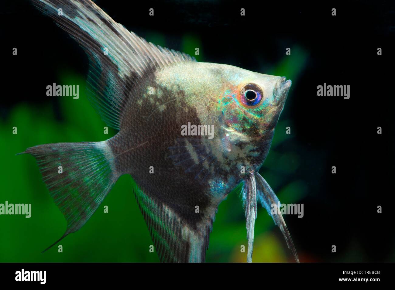 Freshwater angelfish, Longfin Angel Fish, Schwarz angelfish, scalare Scalare (Auchen, Platax scalaris), die Tierzucht form Blau Stockfoto