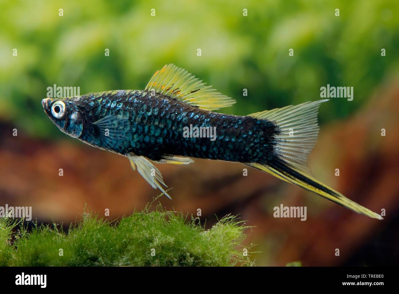 Grüne swordtail (Xiphophorus helleri), die Tierzucht form Hamburger Stockfoto