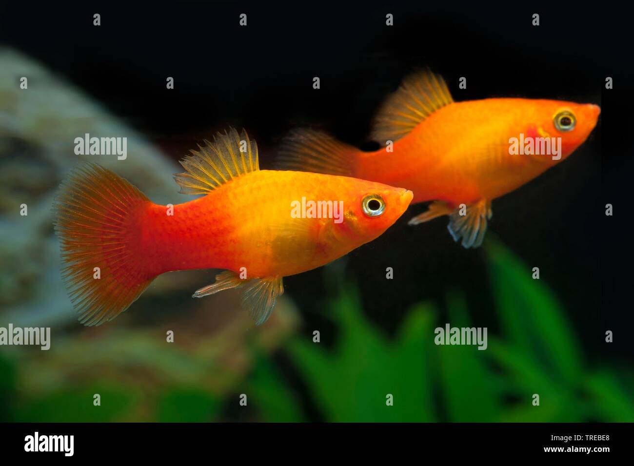 Südliche platyfish (Xiphophorus maculatus), die Tierzucht form Sonnenuntergang Stockfoto