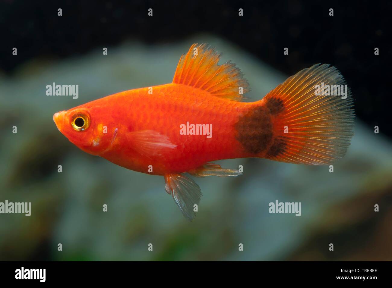 Südliche platyfish (Xiphophorus maculatus), die Tierzucht form Micky Maus Rot Stockfoto