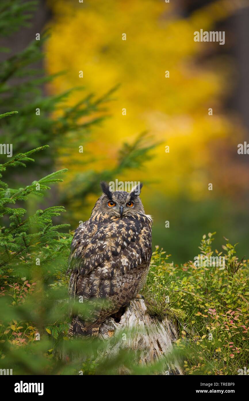 Northern Uhu (Bubo bubo), auf einem Felsen im Wald, Tschechische Republik Stockfoto