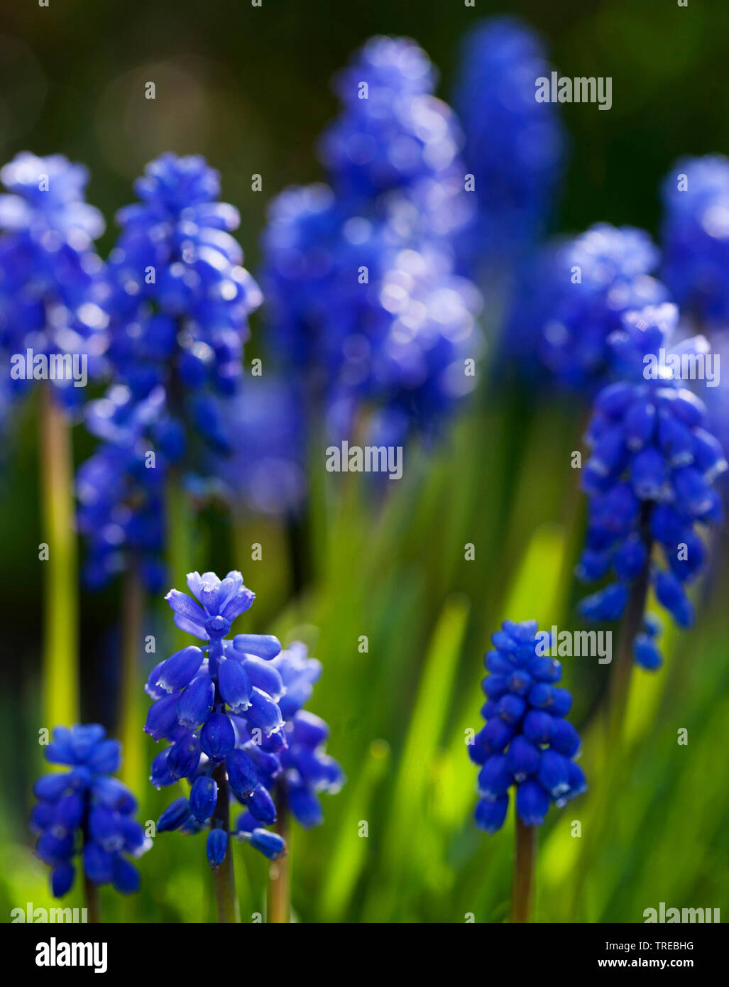 Kleine Traubenhyazinthen, gemeinsame Traubenhyazinthen (Muscari botryoides, Muscari botryoides heldreichii, Hyacinthus), blühende, Niederlande Stockfoto