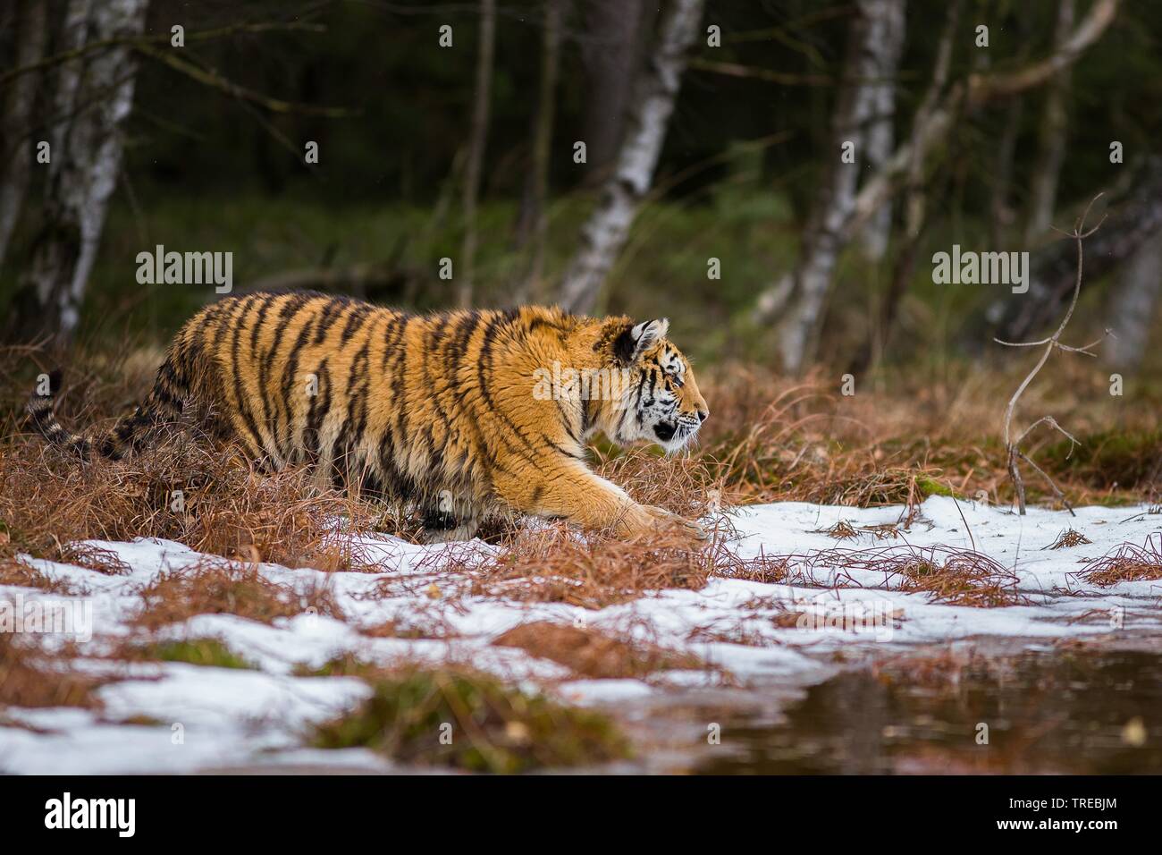 Sibirische Tiger, Amurian Tiger (Panthera tigris altaica), am Waldrand im Winter, Tschechische Republik Stockfoto