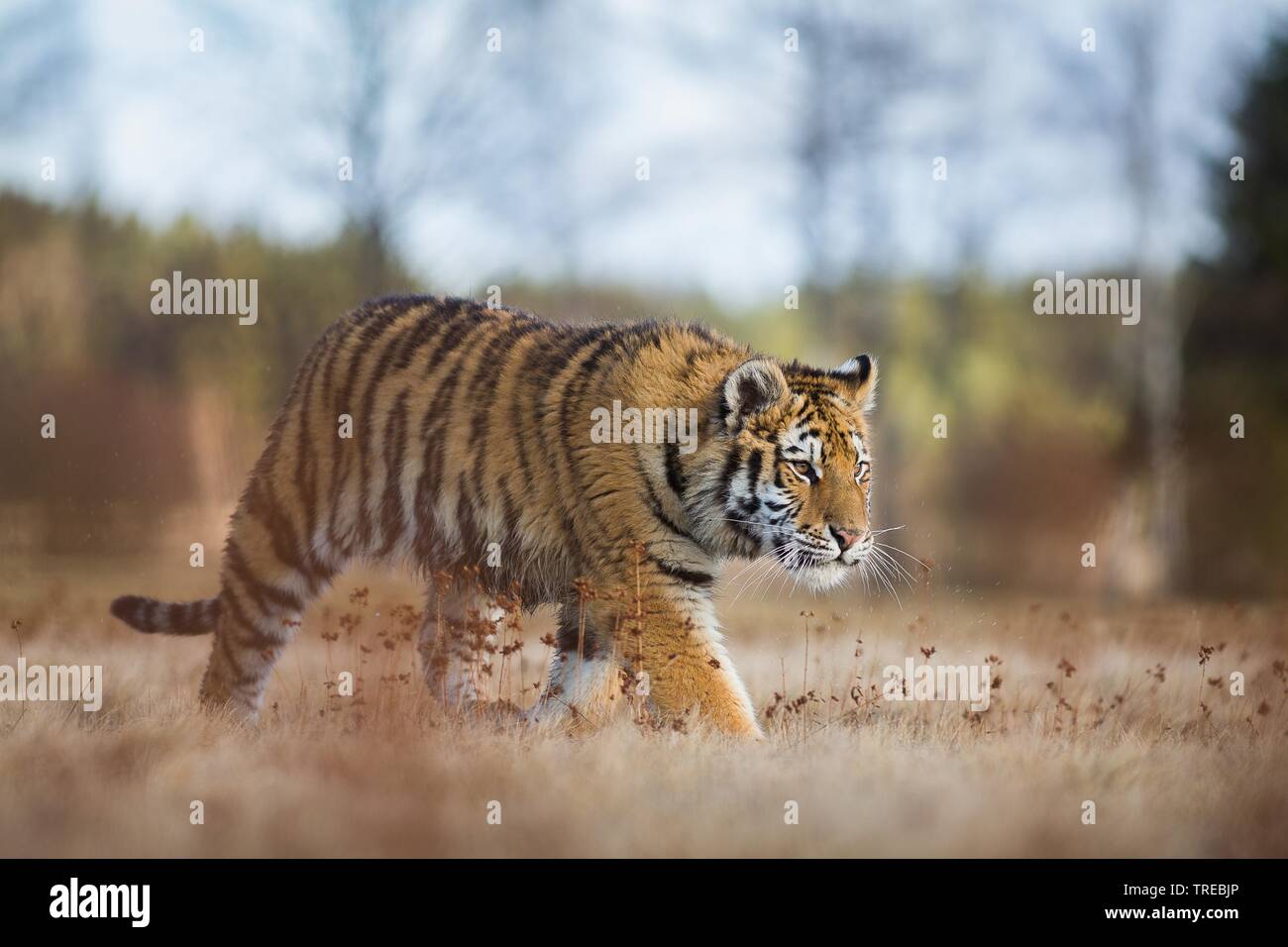 Sibirische Tiger, Amurian Tiger (Panthera tigris altaica), Wanderungen in einer Wiese, Tschechische Republik Stockfoto