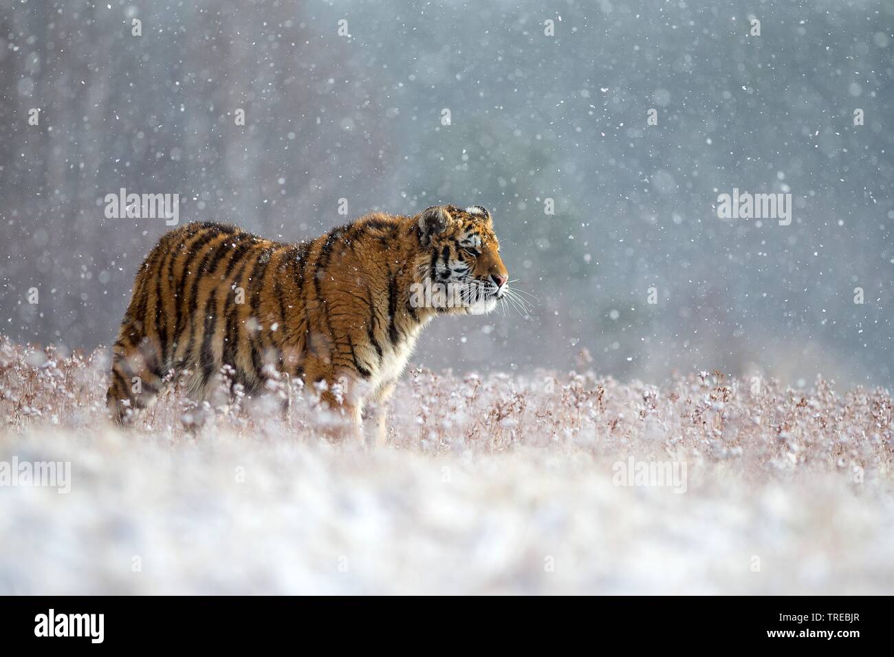 Sibirische Tiger, Amurian Tiger (Panthera tigris altaica), bei Schneefall, Tschechische Republik Stockfoto