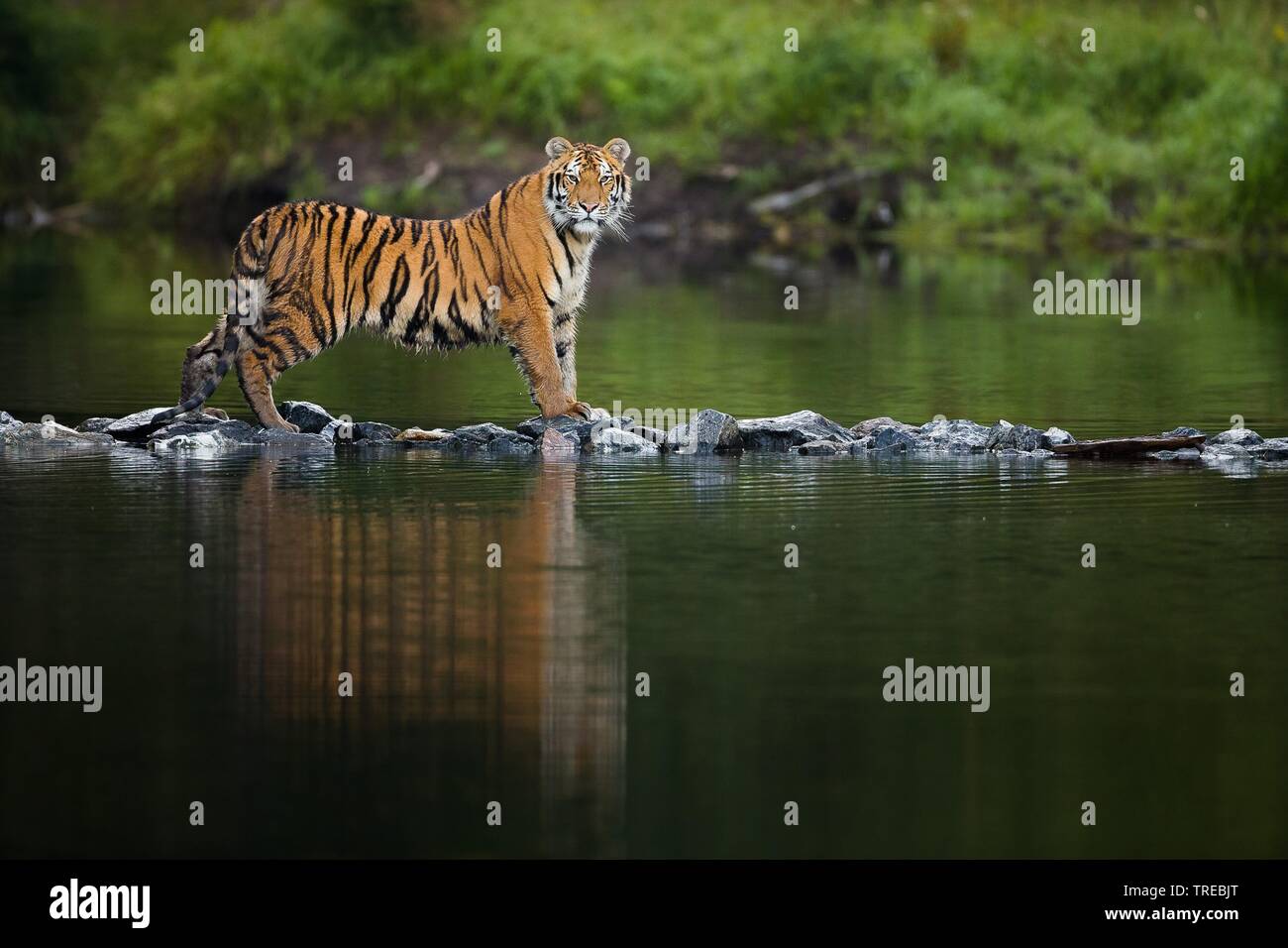 Sibirische Tiger, Amurian Tiger (Panthera tigris altaica), Spaziergänge über Steine im Wasser, Tschechische Republik Stockfoto