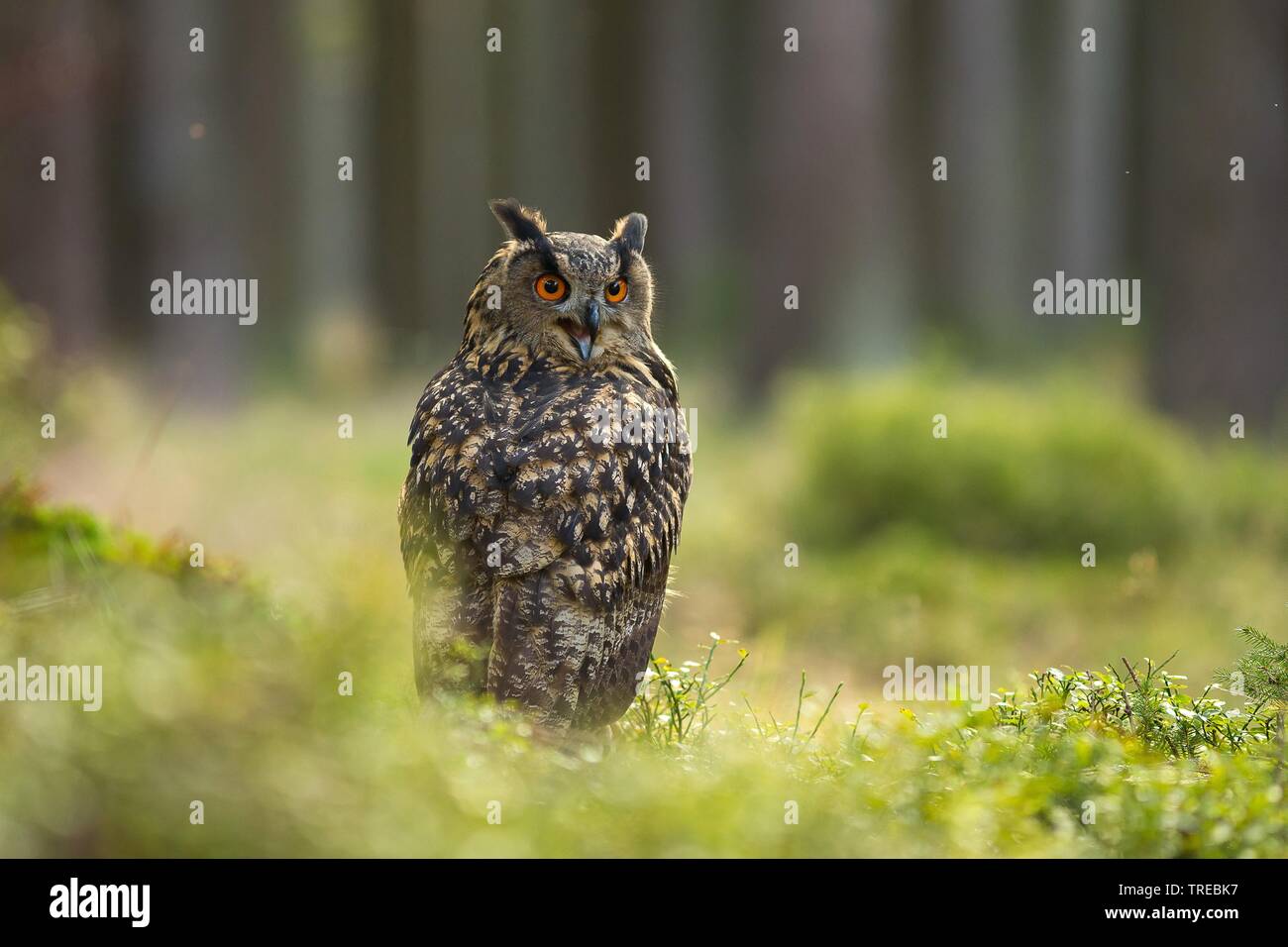 Northern Uhu (Bubo bubo), in einem Wald sitzt, Tschechische Republik Stockfoto