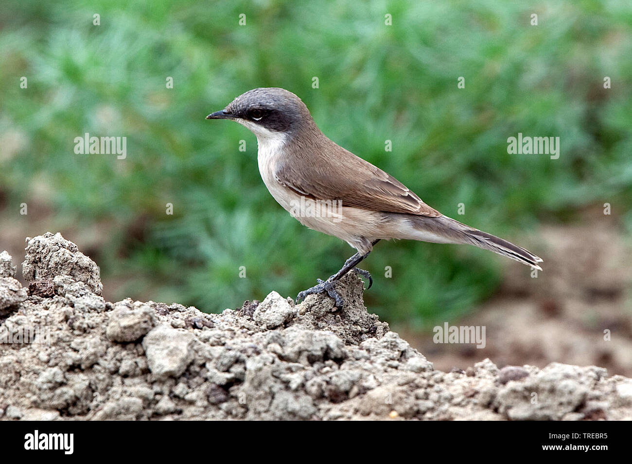 Lesser Whitethroat (Sylvia curruca), steht auf dem Boden, Usbekistan Stockfoto