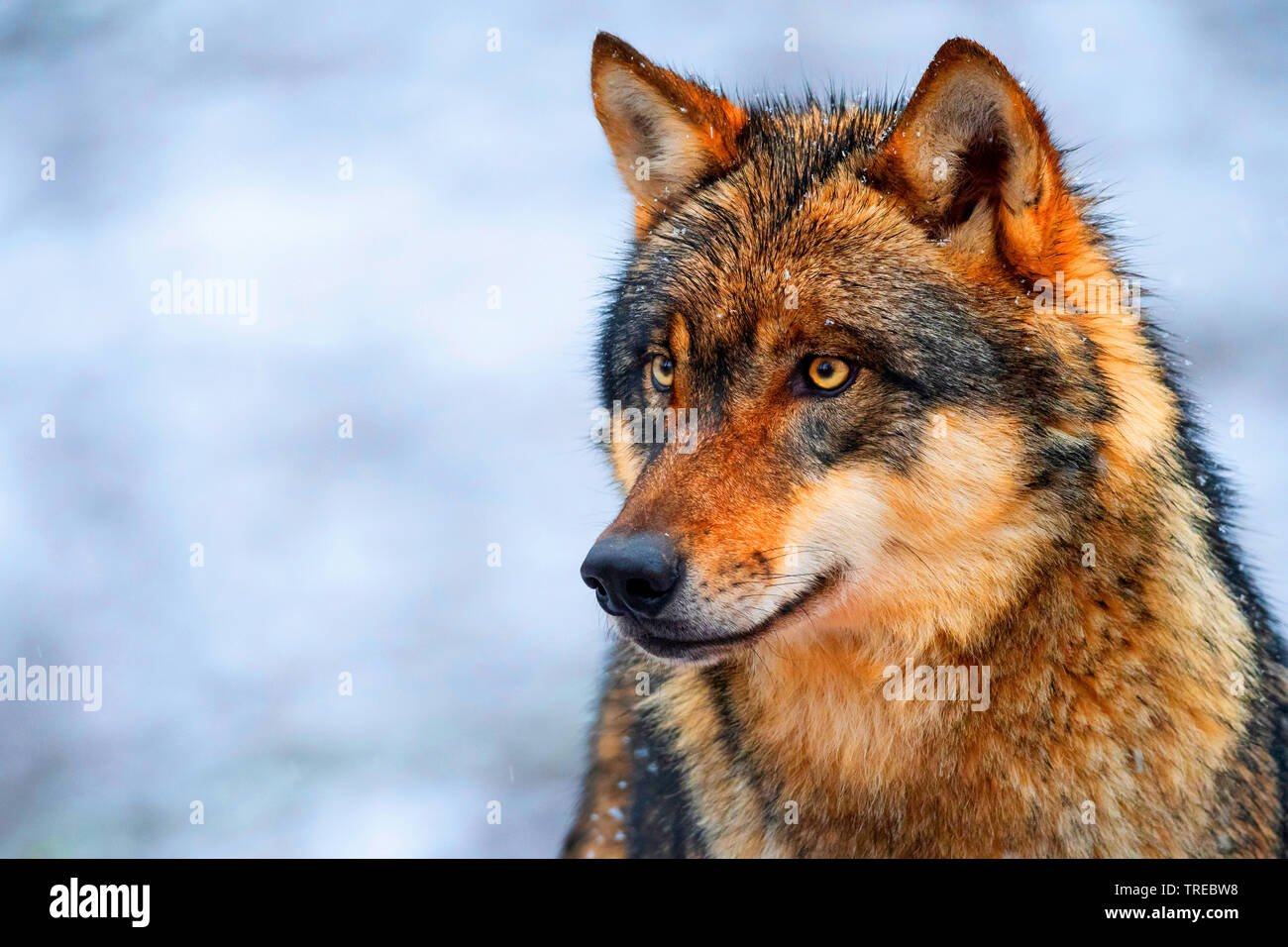 Europäische grauer Wolf (Canis lupus Lupus), Porträt, Ansicht von vorne, Finnland Stockfoto