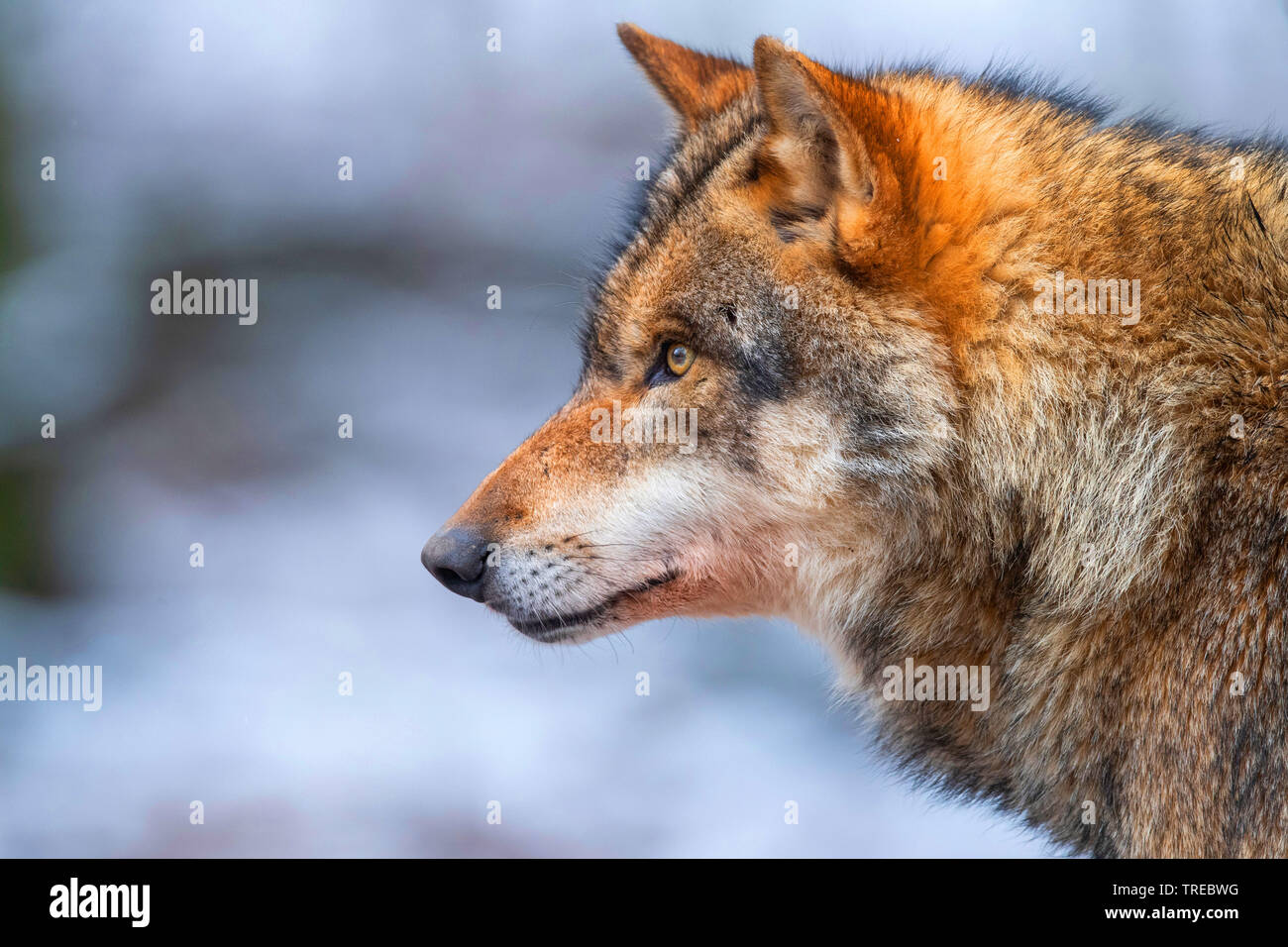 Europäische grauer Wolf (Canis lupus Lupus), Portrait, Seitenansicht, Finnland Stockfoto