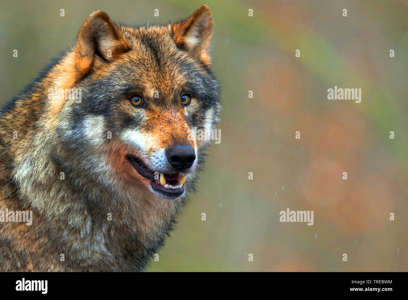 Europäische grauer Wolf (Canis lupus Lupus), Portrait mit offenen Mund, Finnland Stockfoto