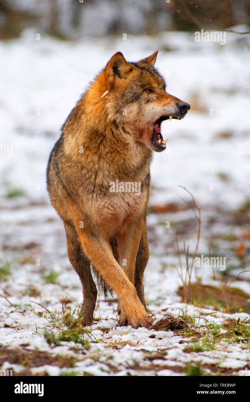 Europäische grauer Wolf (Canis lupus Lupus), im Winter mit offenen Mund, Vorderansicht, Finnland Stockfoto