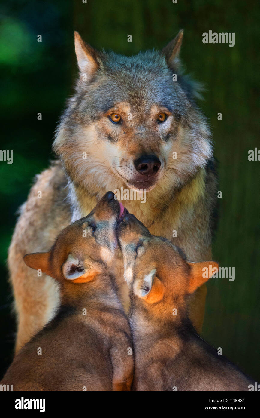 Europäische grauer Wolf (Canis lupus Lupus), weibliche Wolf mit zwei Jungen, Finnland Stockfoto