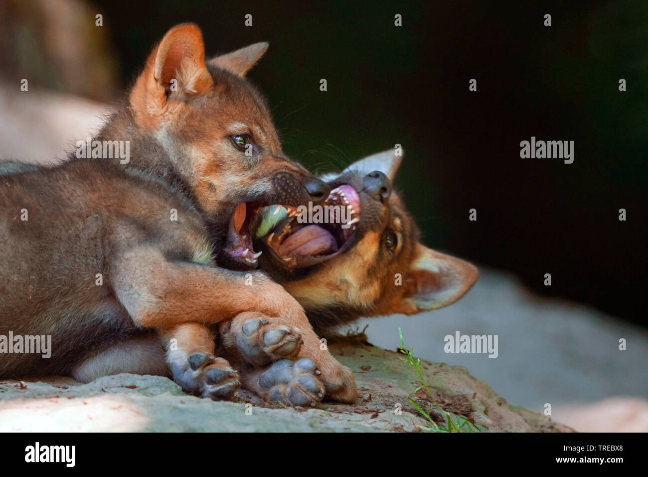 Europäische grauer Wolf (Canis lupus Lupus), zwei Toben wolf Cubs, Finnland Stockfoto