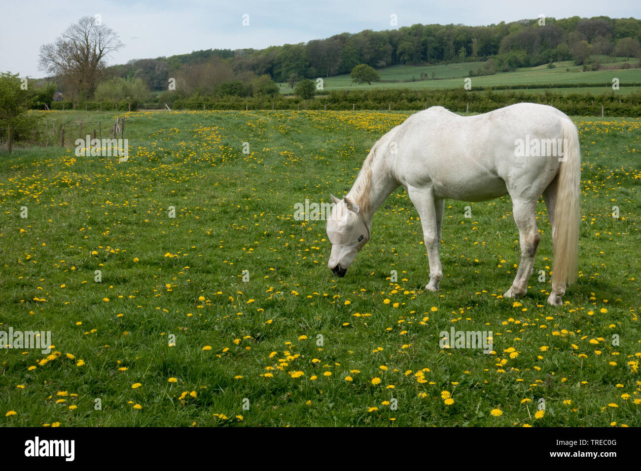 Ein weißes Pferd in der Landschaft in der Nähe von Mechelen die Niederlande Stockfoto