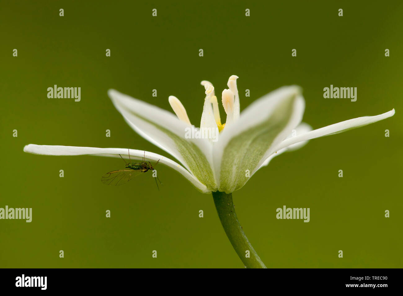 Sleepydick, Star Of Bethlehem (Ornithogalum umbellatum), einzelne Blume mit Insekten, Niederlande, Friesland Stockfoto