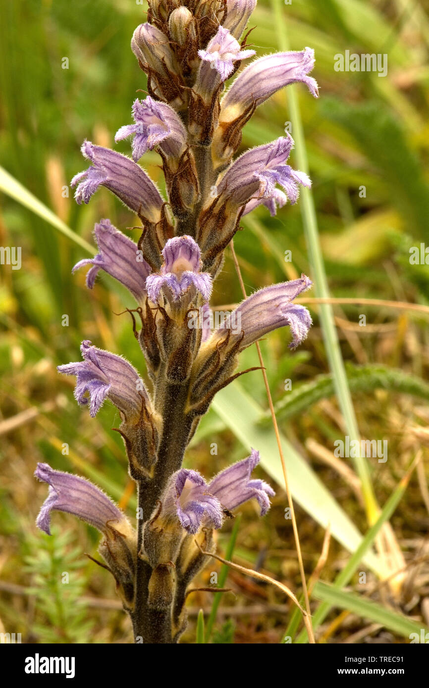 Schafgarbe broomrape (Orobanche purpurea), blühende, Niederlande, Südholland Stockfoto
