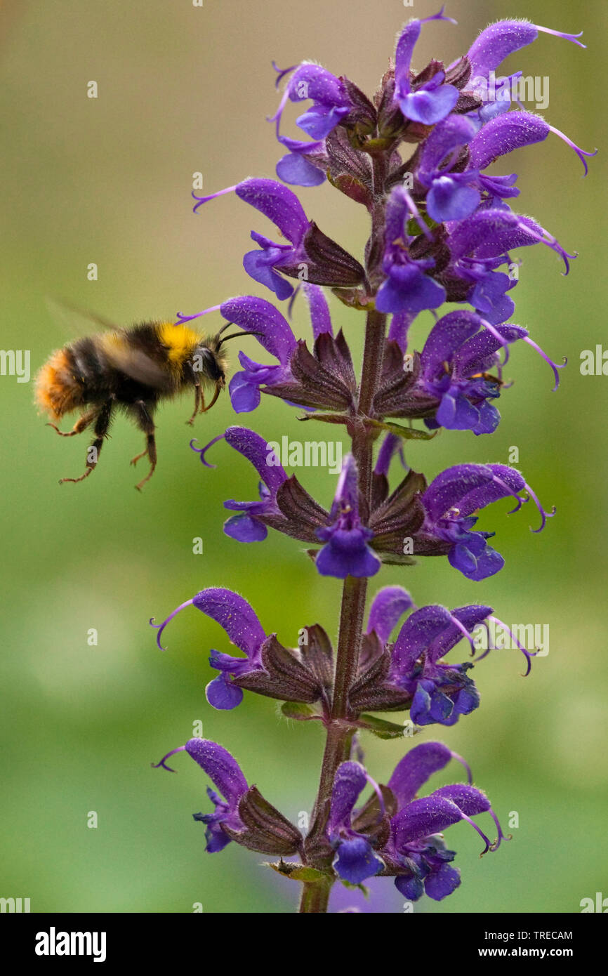 Wiese, Weide Clary Salbei (Salvia pratensis), Blütenstand mit Biene, Niederlande Stockfoto