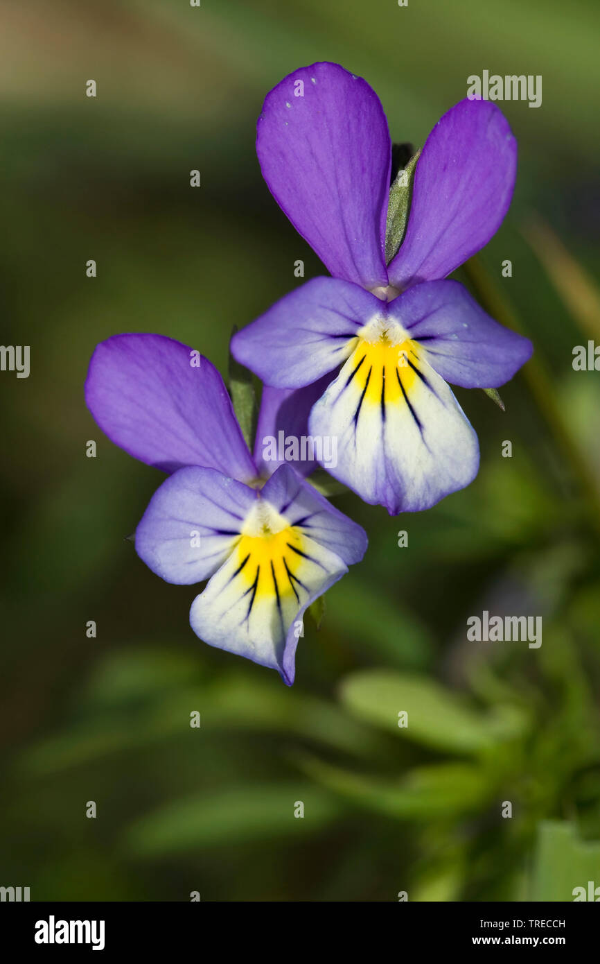 Heartsease, einfache Herz, Herz's Delight, Kitzeln - mein - Fancy, wilde Stiefmütterchen, Jack-Sprung-oben-und-kiss-me, kommen-und-Knuddel-mich, drei Gesichter in einer Haube, Liebe-in-müssiggang (Viola tricolor), Blumen, Niederlande, Holland Nord Stockfoto