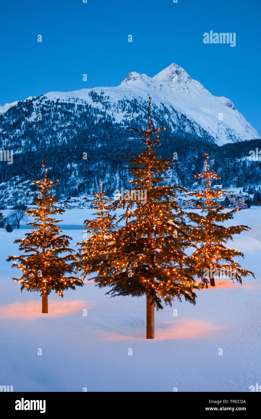 Weihnachtsbäume in der Nähe von Silvaplana, Piz Polaschin im Hintergrund, Schweiz Stockfoto