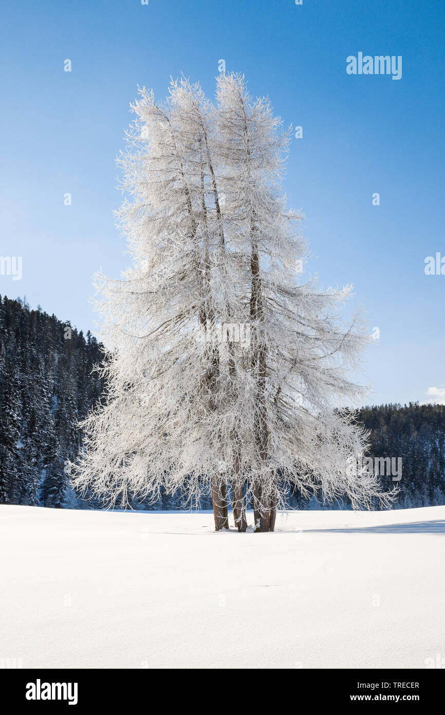 Gemeinsame Lärche, Europäische Lärche (Larix decidua, Larix europaea), im Winter mit Reif, Schweiz, Kanton Graubünden Stockfoto