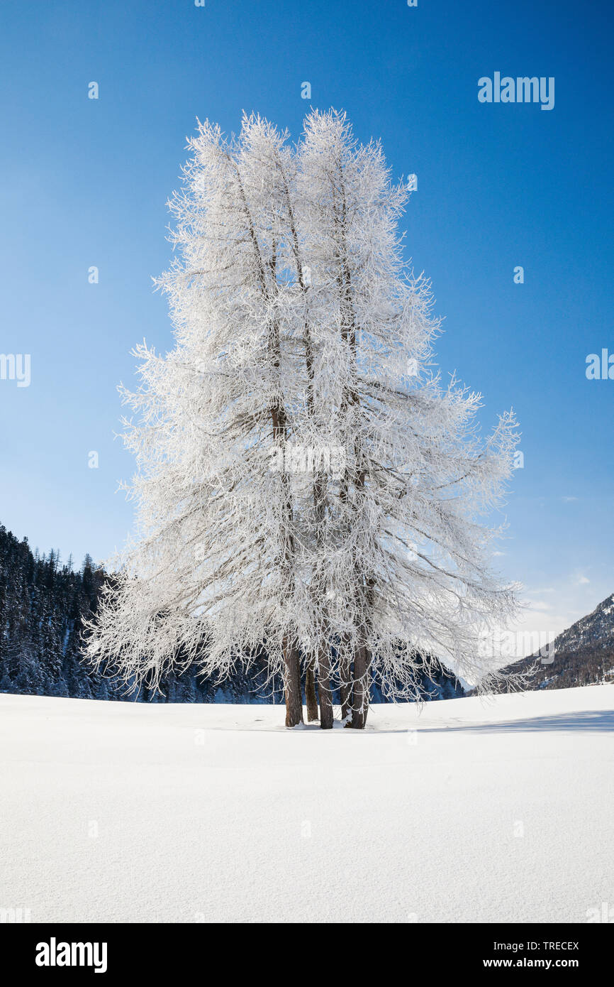 Gemeinsame Lärche, Europäische Lärche (Larix decidua, Larix europaea), im Winter mit Reif, Schweiz, Kanton Graubünden Stockfoto