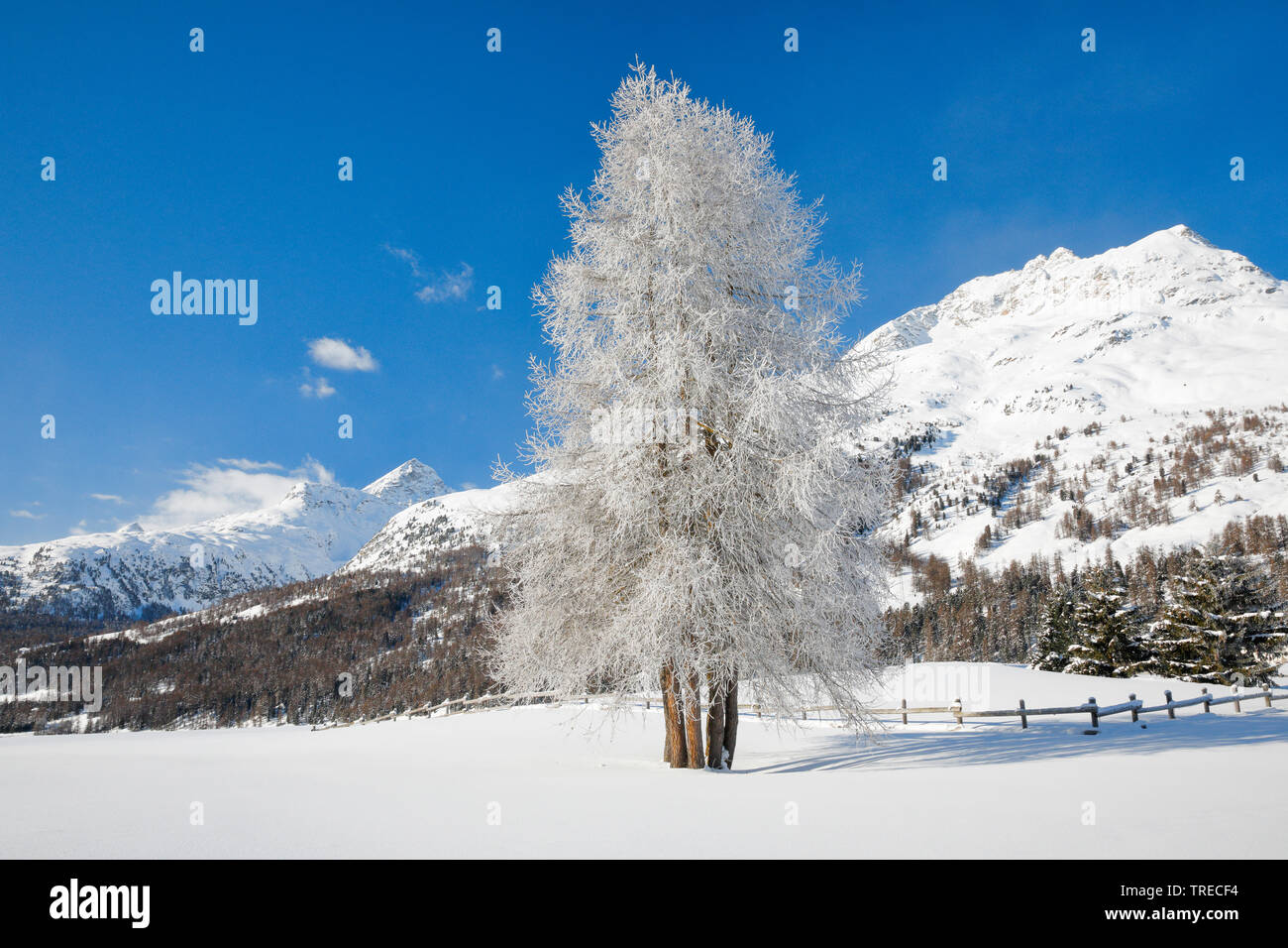 Gemeinsame Lärche, Europäische Lärche (Larix decidua, Larix europaea), im Winter mit Reif vor der Bergkulisse, in der Schweiz, Graubünden Stockfoto