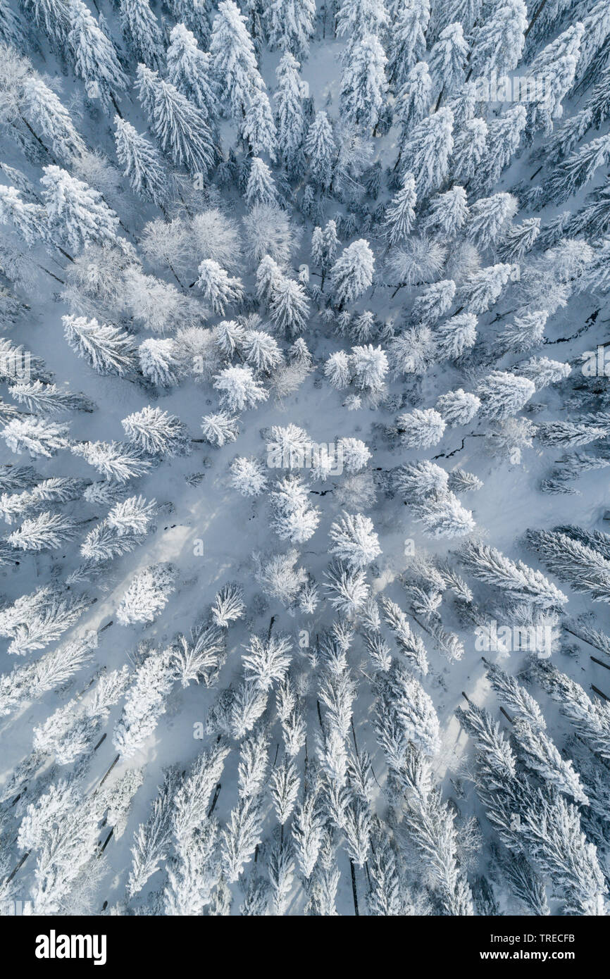 Die Fichte (Picea abies), Luftaufnahme eines Winter Forest, Schweiz Stockfoto