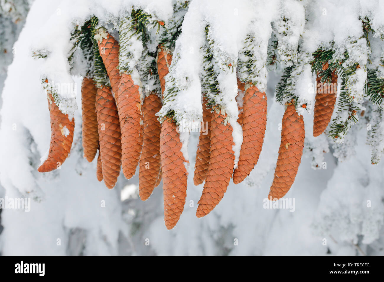 Die Fichte (Picea abies), die Kegel auf verschneite Fichte Fichte, Schweiz Stockfoto