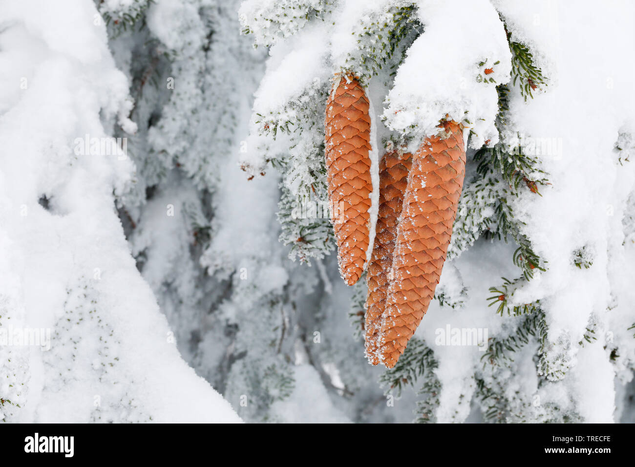 Die Fichte (Picea abies), die Kegel auf verschneite Fichte Fichte, Schweiz Stockfoto