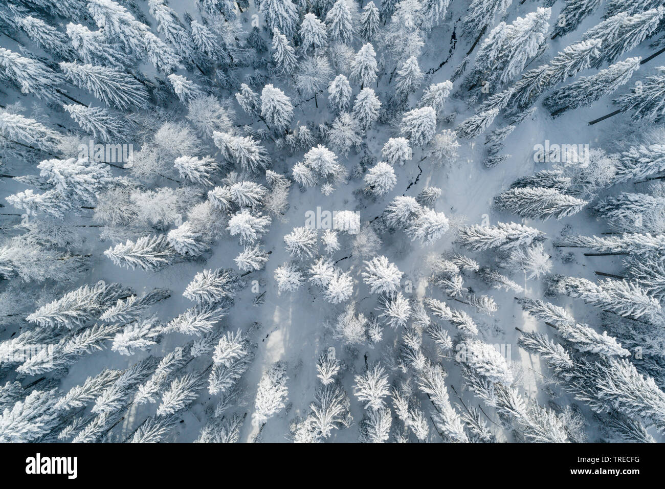 Die Fichte (Picea abies), Luftaufnahme eines Winter Forest, Schweiz Stockfoto